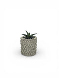 Catacomb Planter