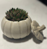 Pumpkin Planter