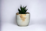 Gold Fusion Concrete Planter 4”