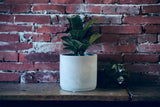 Beveled Concrete Planter